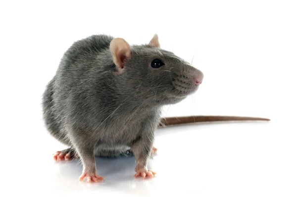 Rodent Control Rodent Control